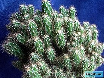 Simple rules for the care of Peruvian Cereus. Description, photo and cultivation of cactus