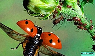 Confrontation in nature: ladybugs and aphids