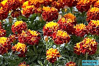 Erect, Deviated, and Thin Leaf Marigold Species: Outdoor Grass Care