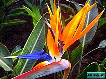 "Bird of Paradise" - Strelitzia: features of home care, flower photo