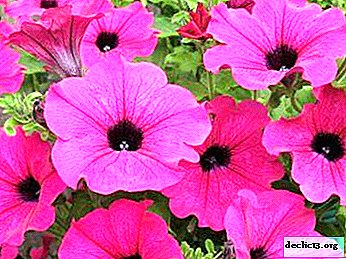 Common pests of petunias - how to deal with them?