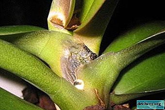 We talk about orchid diseases and their treatment