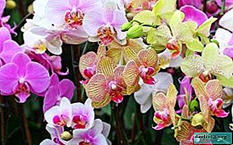 Considere las variedades y tipos populares de orquídeas Phalaenopsis con imágenes en la foto