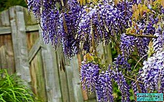Planta de larga vida Wisteria Chinese Blue Sapphire en casa: descripción, plantación y cuidado