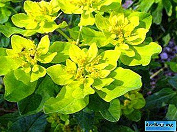 Una planta de apariencia increíble - euphorbia multiflorum: su característica y foto