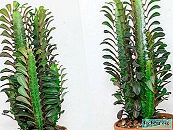 We analyze the nuances: how to transplant an euphorbia and what care does he need after the procedure?