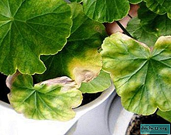 We understand why geraniums have leaf diseases?