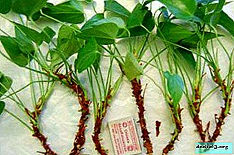 On multiplie l'anthurium: comment planter une plante par une pousse?