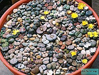Propague sua suculenta favorita: como cultivar "pedras vivas" a partir de sementes e estacas? Cuidados com transplantes e plantas
