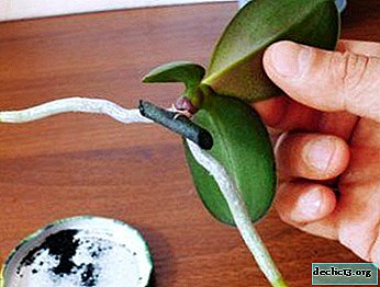 Reproduction of phalaenopsis: how to plant a baby from a peduncle or basal part of an orchid?
