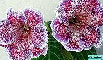 Propagation of gloxinia leaf and plant care at home