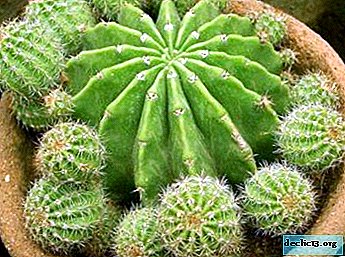 Reproduction and cultivation of cacti: how to plant, root and care for the plant?