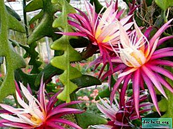 Formering af bladformet epiphyllum kaktus