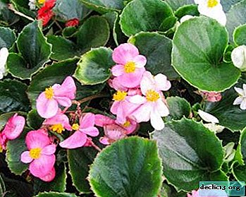 Propagation of evergreen begonia and further care of the flower