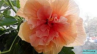 Variedad de colores hibiscus terry: todos los secretos del cultivo y cuidado de la floración de lujo.