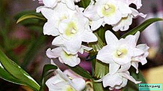 Variedad de orquídeas denrobium: ¿cómo cuidar en casa?