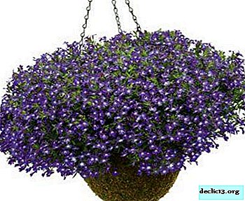 Variety of varieties of lobelia: Cambridge, White Palace, Emperor Willy and others