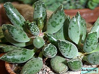 Variety of succulent adromiscus. Description and photo species: Cooper, Spotted and others