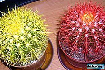The variety of species of Echinocactus and their care at home