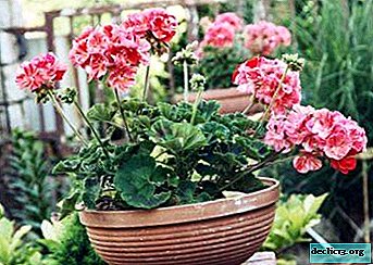 Une variété d'espèces et de variétés de géraniums d'intérieur et de jardin: noms et photos de belles fleurs