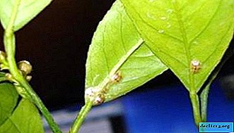 A variety of lemon pests. Methods of control and prevention