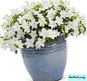Varieties of beautiful houseplant Brovallia and care for him