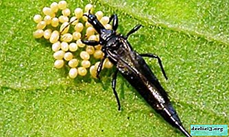 Varieties of thrips: western flower California, wheat and others. Description and habitats of pests