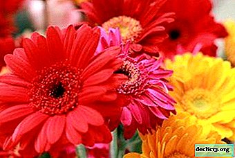 Gerbera breeding: planting and care in the garden and not only