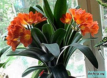We breed clivia: features of care and reproduction at home