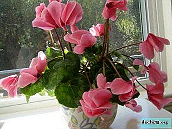 Resuscitation of cyclamen - how to save a green pet from death