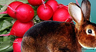 Radish in the diet of various animals. Is it possible to give root crops to guinea pigs and other pets? - Vegetable growing
