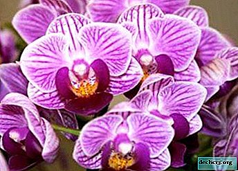 Una rara belleza de la orquídea de Sogo: Yukidan y Vivien. Características, cuidado en el hogar