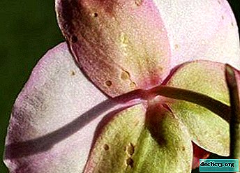 Recommendations on what to do if spots appear on the leaves and flowers of an orchid