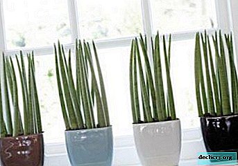 Recommendations to gardeners on the cultivation and care of Sansevieria Velvet touch at home