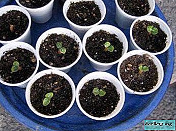 Recomendaciones e instrucciones paso a paso: ¿cómo plantar y cultivar rosas en casa a partir de semillas? Problemas y cuidado de las plantas.