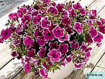 Recommendations on how to get petunia seedlings from seeds at home