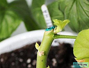 Anbefalinger om, hvordan man knibe geraniumer korrekt, så de er sunde og smukt blomstrede