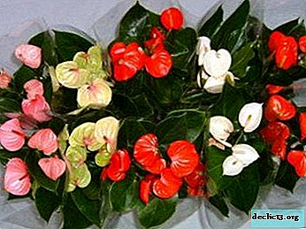 Recommendations on how to care for a flower Female happiness so that it blooms profusely and for a long time