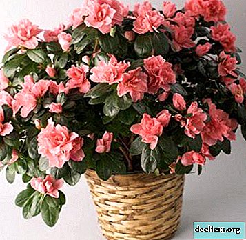 Recommendations when and how to prune azaleas correctly. Step-by-step instruction