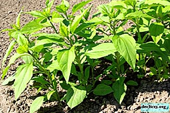 Recommendations to gardeners how to plant Jerusalem artichoke correctly in spring