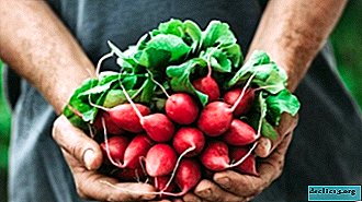 Recommendations to gardeners when it is better to plant radish seeds in open ground - Vegetable growing