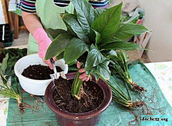 Recommendations for the selection and self-preparation of soil for spathiphyllum