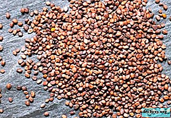 Recomendaciones para preparar semillas de rábano para siembra. ¿Necesito remojar antes de aterrizar? - Cultivo de vegetales