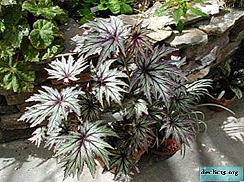 Recommendations for planting, care and reproduction of indoor plants begonia diadem