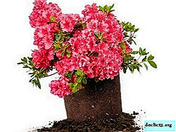 Recommendations for the proper selection of soil for azaleas