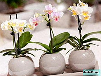 Recommandations pour l'utilisation d'Epina pour les orchidées: toutes les nuances du travail avec l'outil