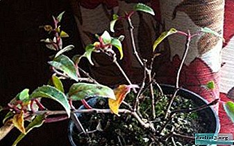 How to keep: how to keep fuchsia in the winter in the basement and in the apartment, as well as possible illnesses