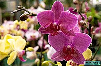 Recommandations pour les soins des orchidées: que faire après la disparition du phalaenopsis?