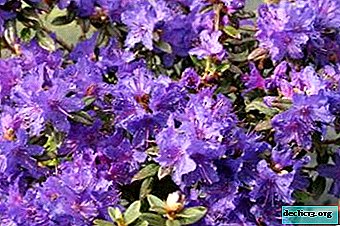 Rhododendron is dense: Ramapo, Blue Tit and other varieties. Description, care features