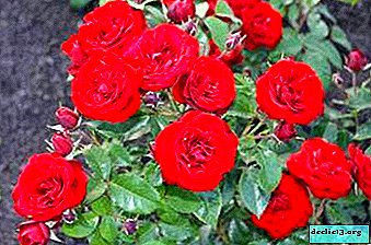 Luxury Floribunda roses: the best varieties and species, their names, description and photo - Garden plants